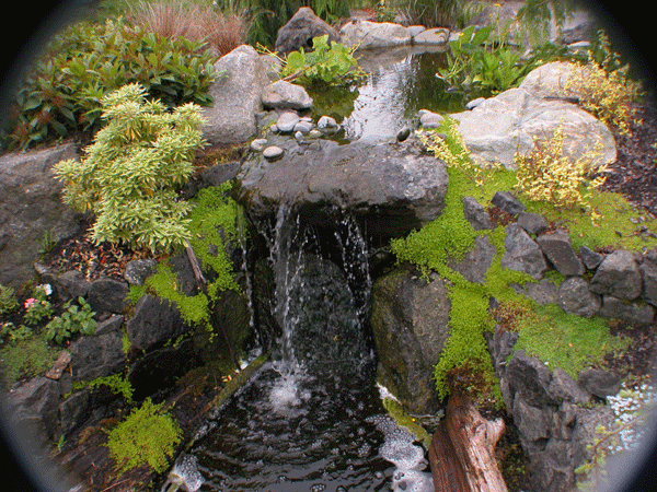 Rock Pond Feature